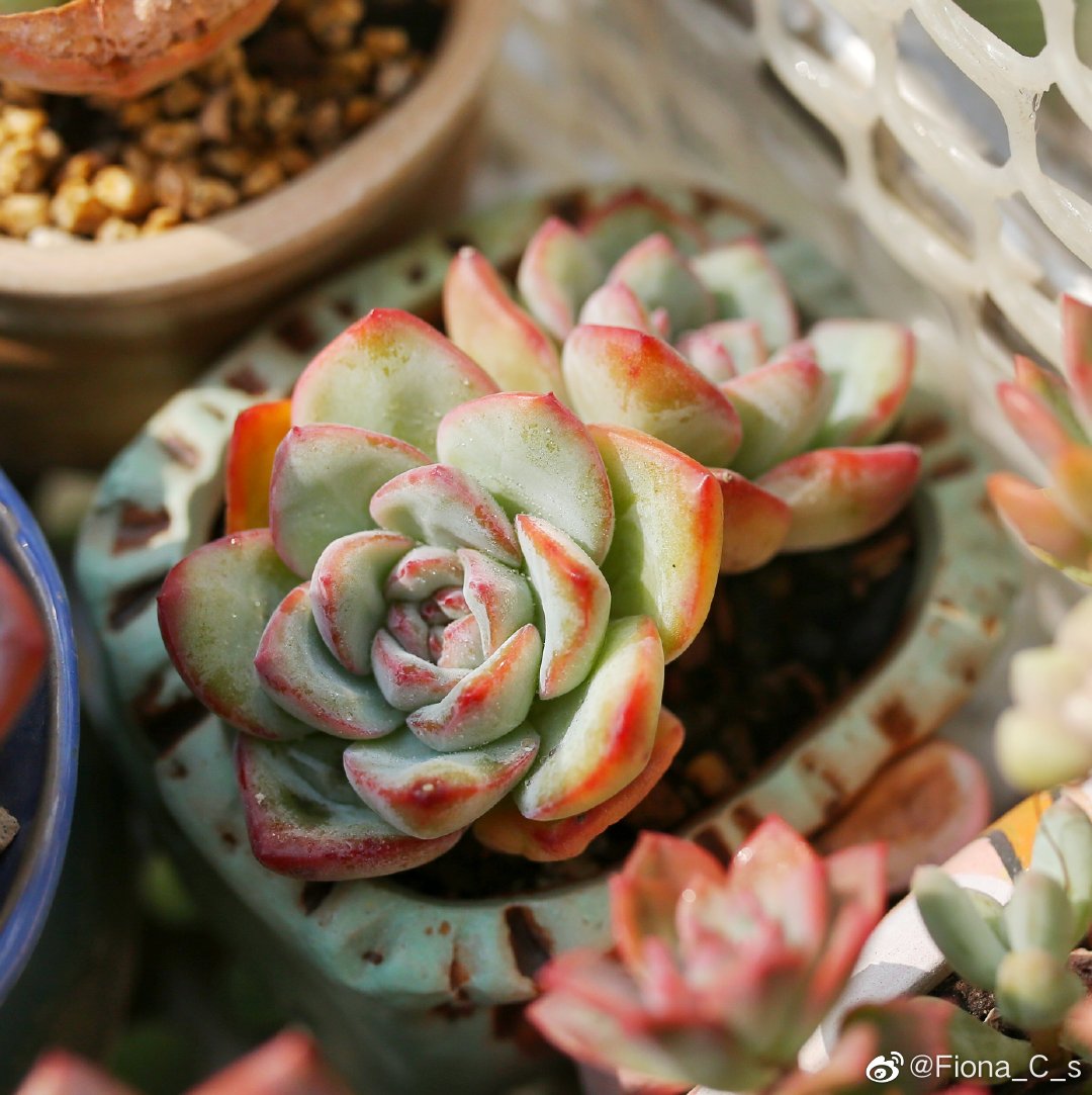 草莓泡芙 Echeveria 'Strawberry Puff'