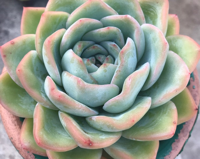 草莓泡芙 Echeveria 'Strawberry Puff'