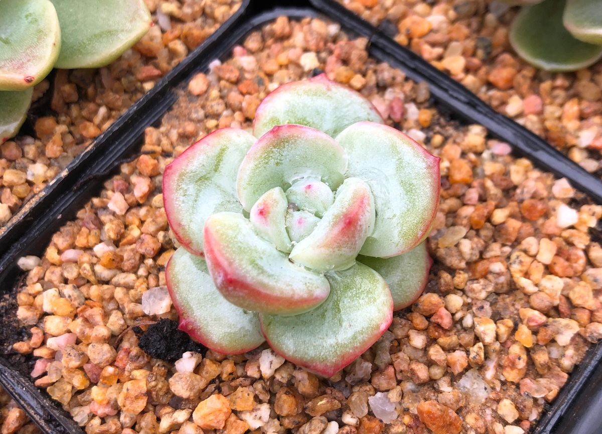 草莓泡芙 Echeveria 'Strawberry Puff'