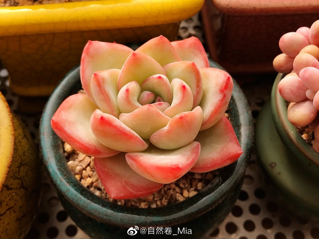 草莓泡芙 Echeveria 'Strawberry Puff'