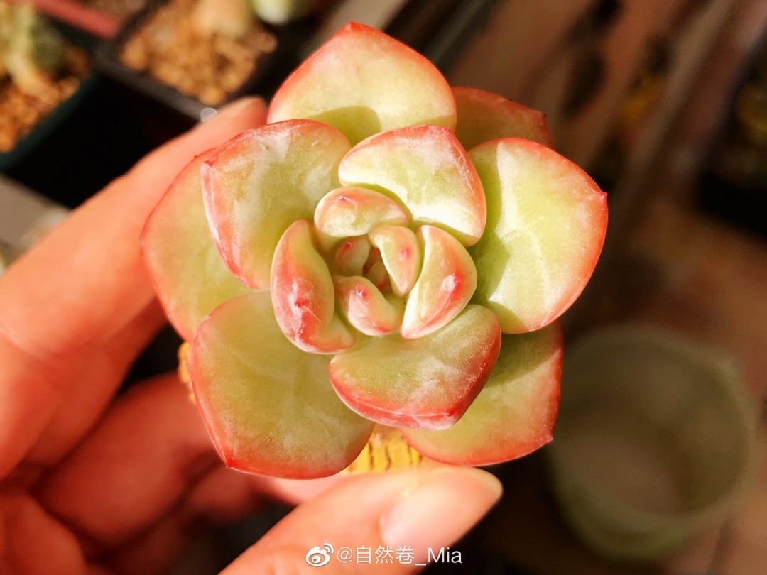 草莓泡芙 Echeveria 'Strawberry Puff'