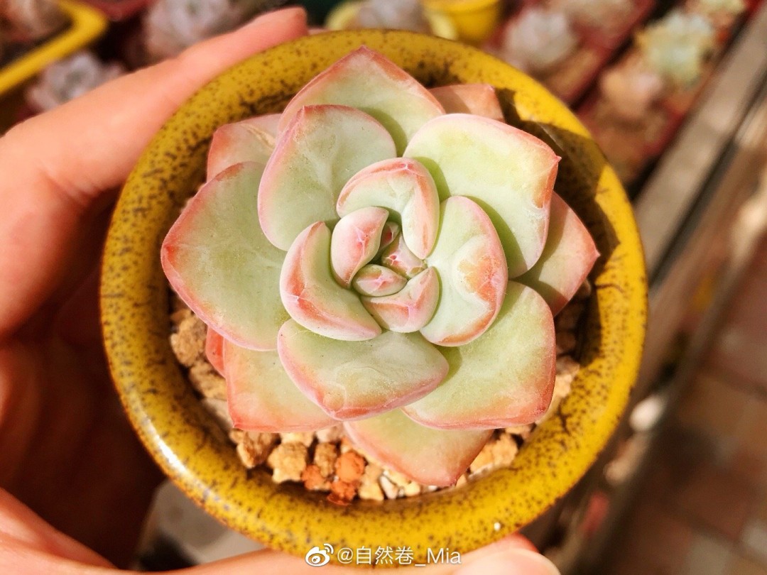 草莓泡芙 Echeveria 'Strawberry Puff'