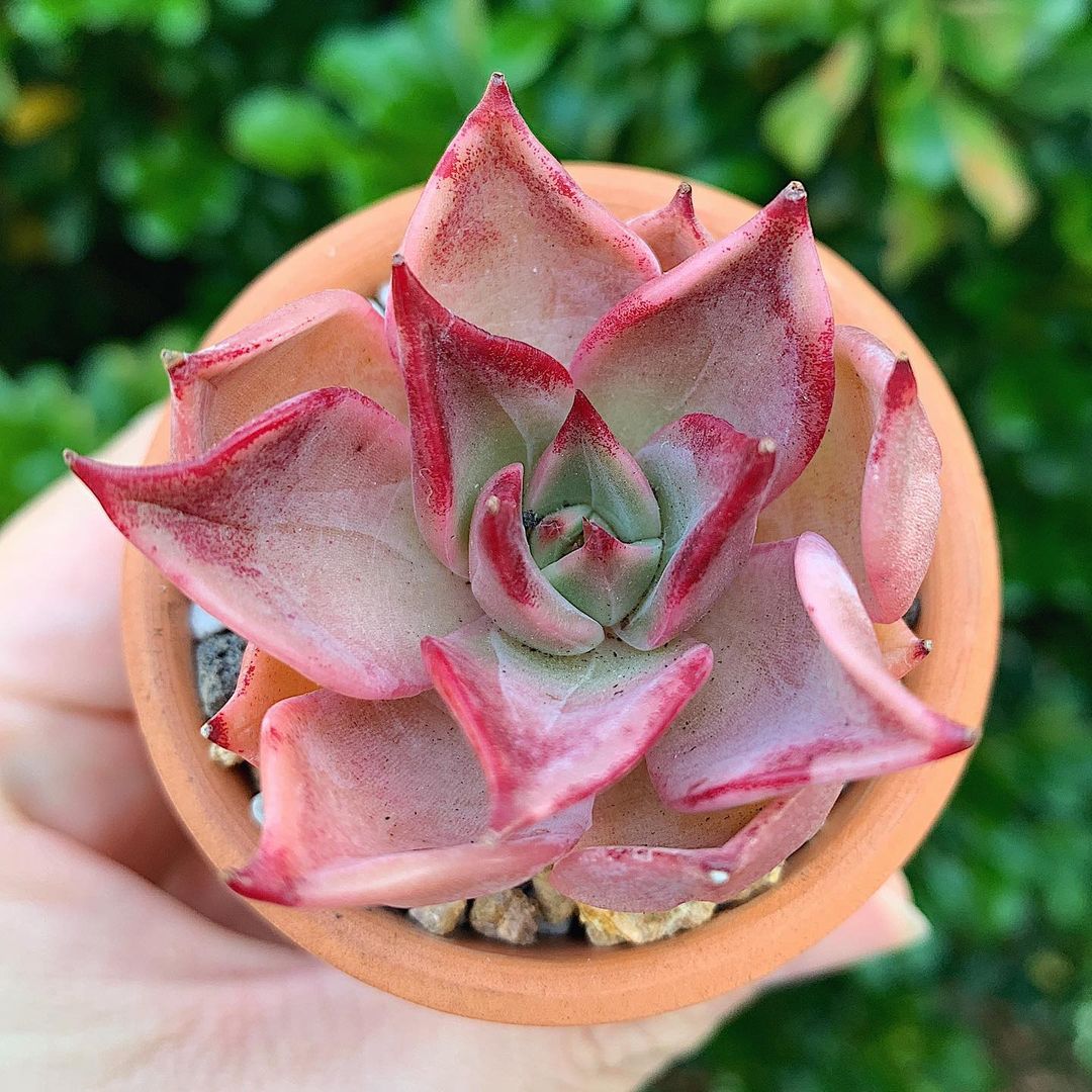 皮皮虾 Echeveria 'Ppippi Saeu'