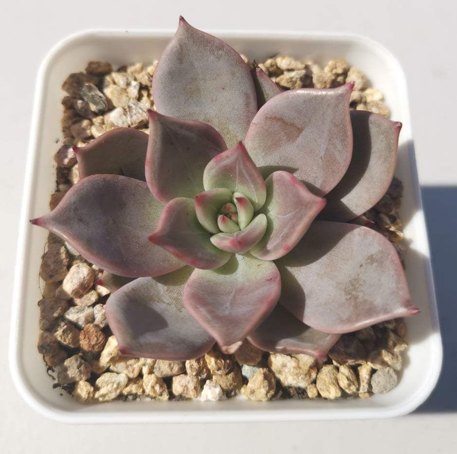 皮皮虾 Echeveria 'Pipi Shrimp'