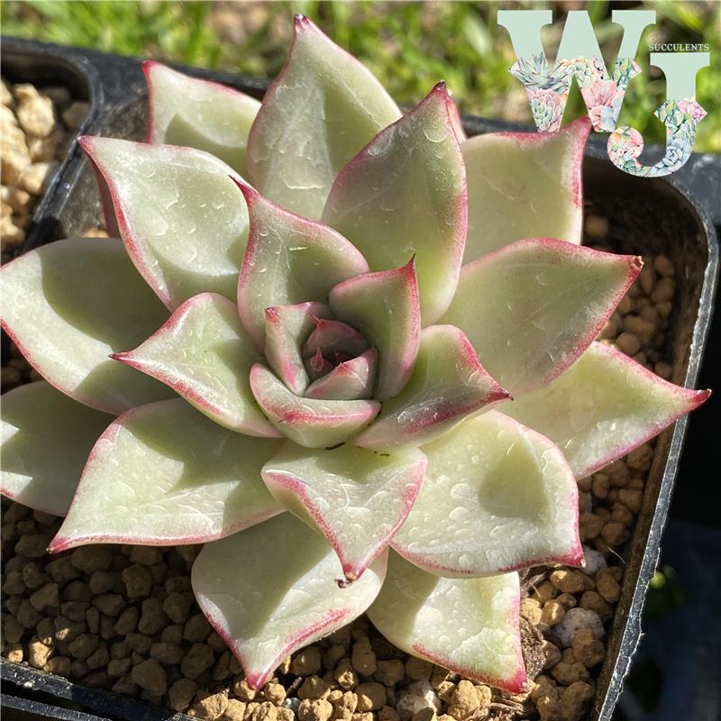 皮皮虾 Echeveria 'Ppippi Saeu'