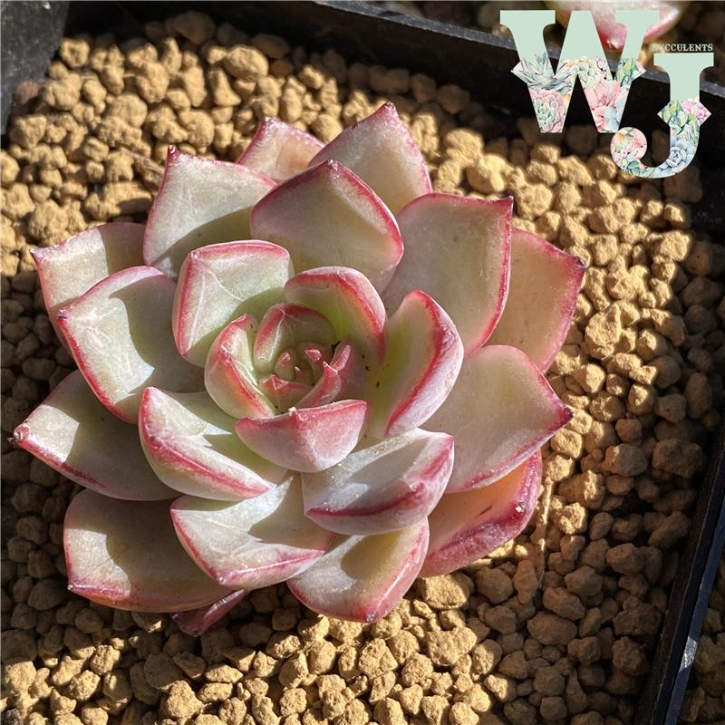 皮皮虾 Echeveria 'Ppippi Saeu'