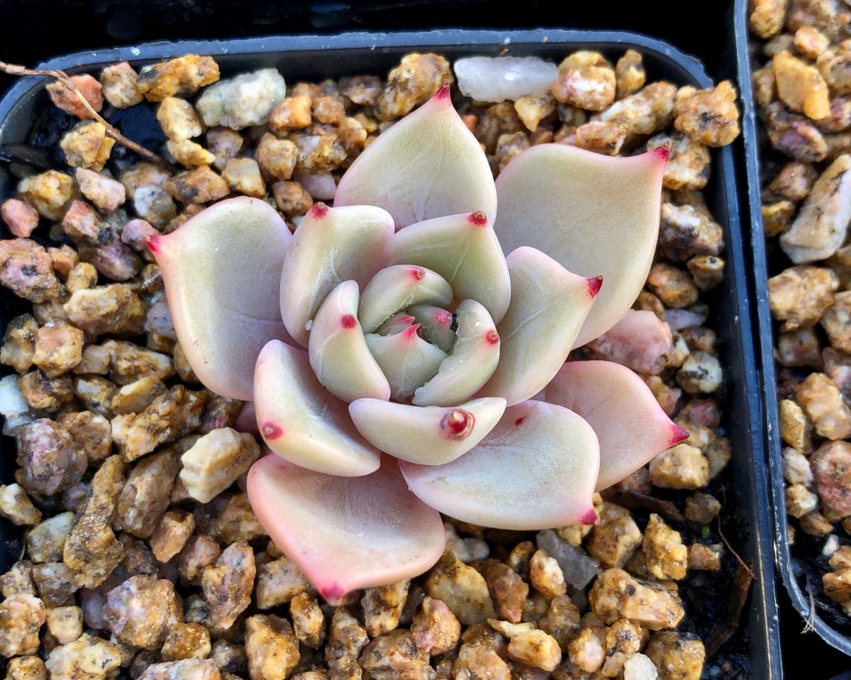 Echeveria 'Pipi Shrimp'