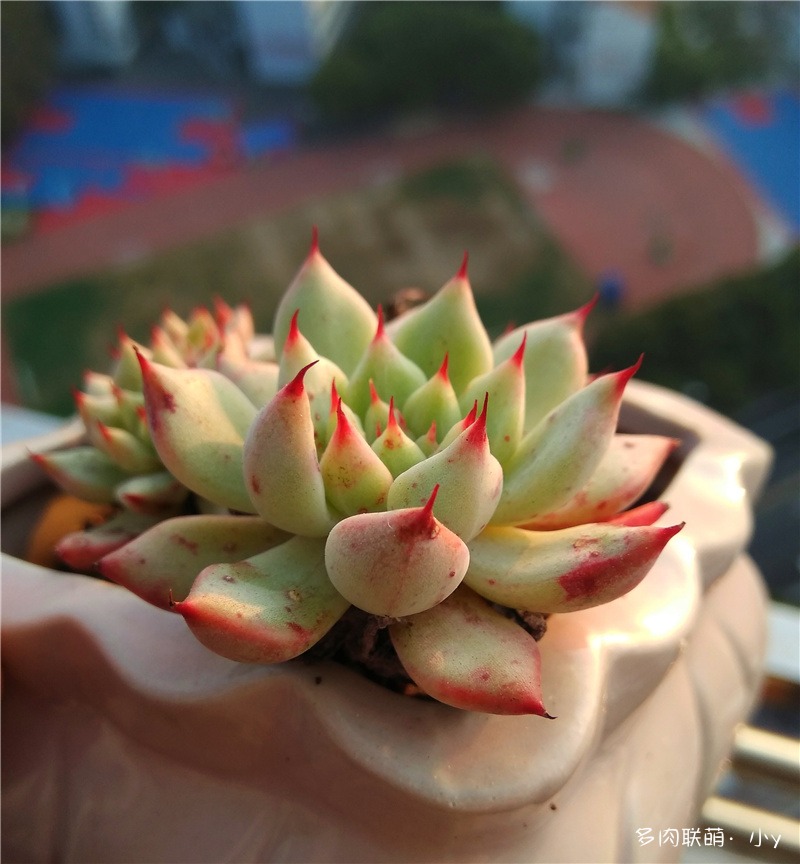 绿爪