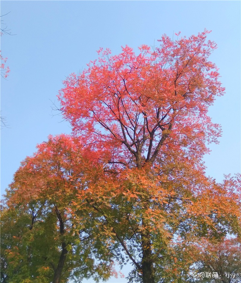 行道树