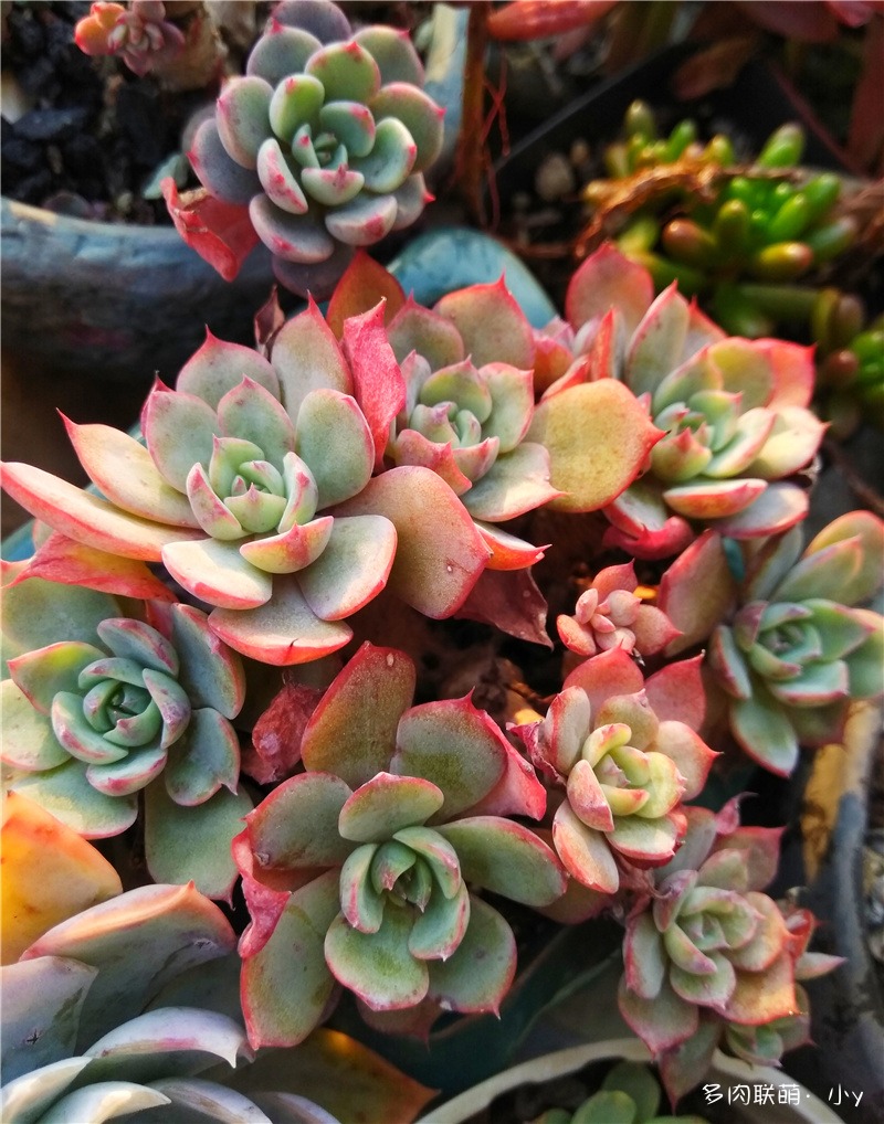 阿美星
