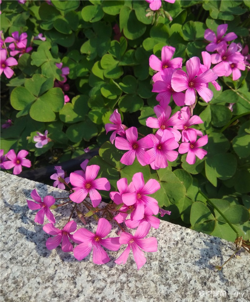 酢浆草