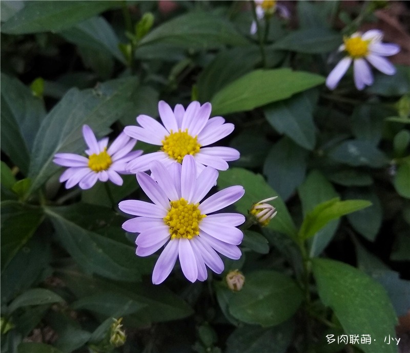酢浆草