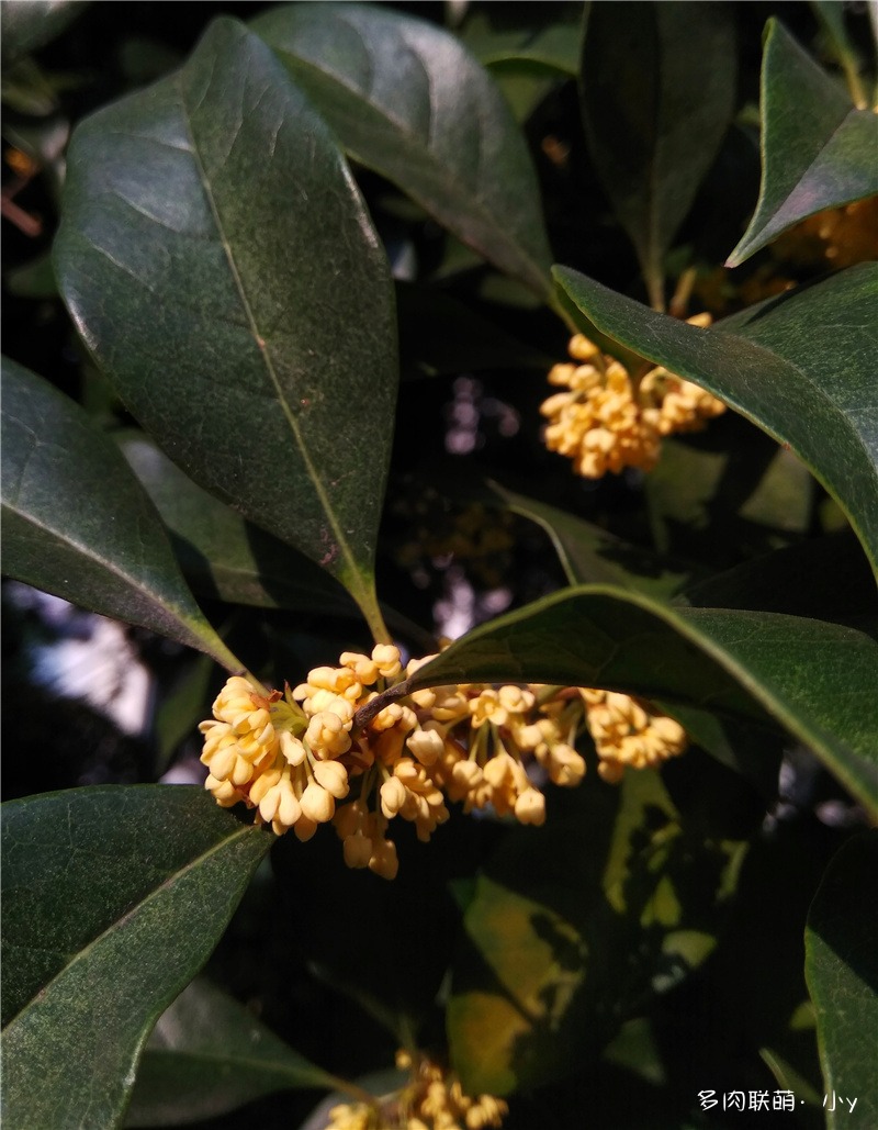 桂花