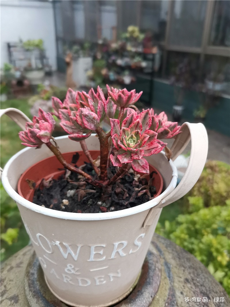 甜茶