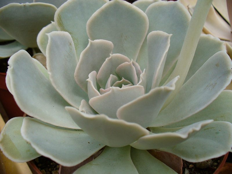 圣卡洛斯 皱叶鲁氏 Echeveria runyonii San Carlos