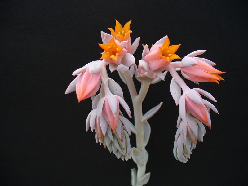 圣卡洛斯 皱叶鲁氏 Echeveria runyonii San Carlos