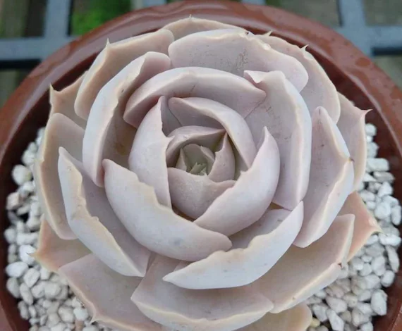 圣卡洛斯 皱叶鲁氏 Echeveria runyonii San Carlos