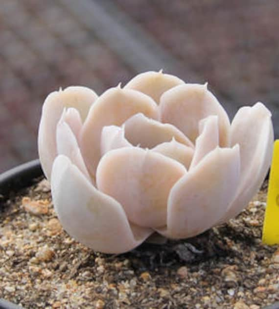 圣卡洛斯 皱叶鲁氏 Echeveria runyonii San Carlos