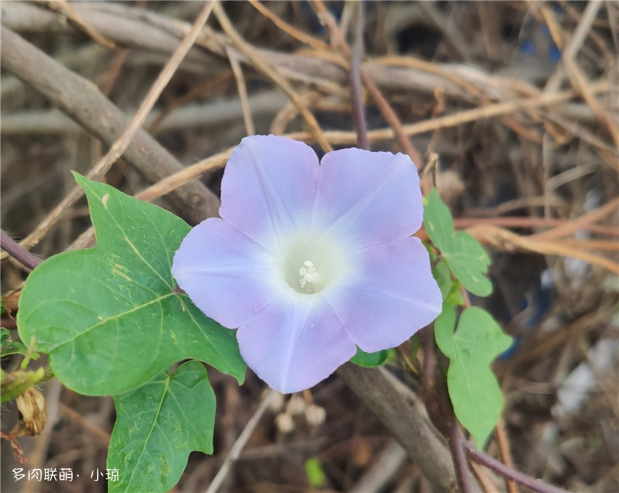 野生牵牛花