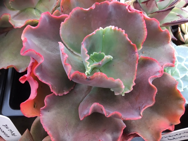 情人节 Echeveria 'Valentine'