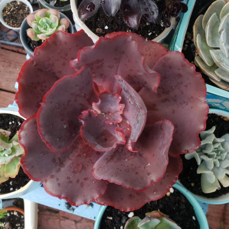 情人节 Echeveria 'Valentine'