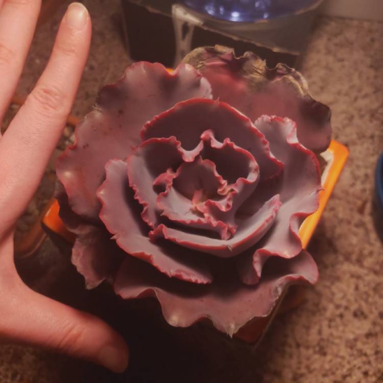 情人节 Echeveria 'Valentine'