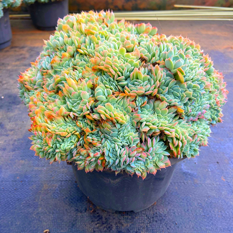 香妃月影缀化