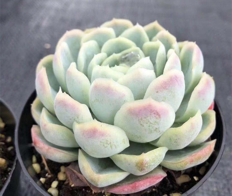 香妃月影