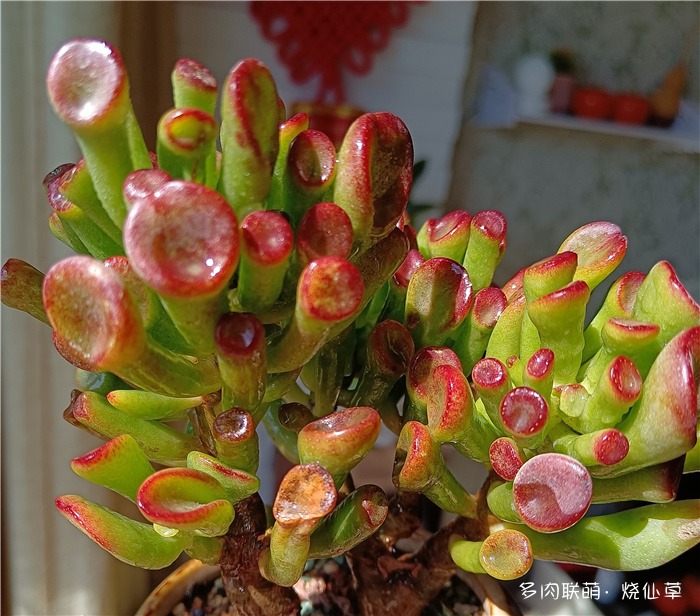 筒叶花月