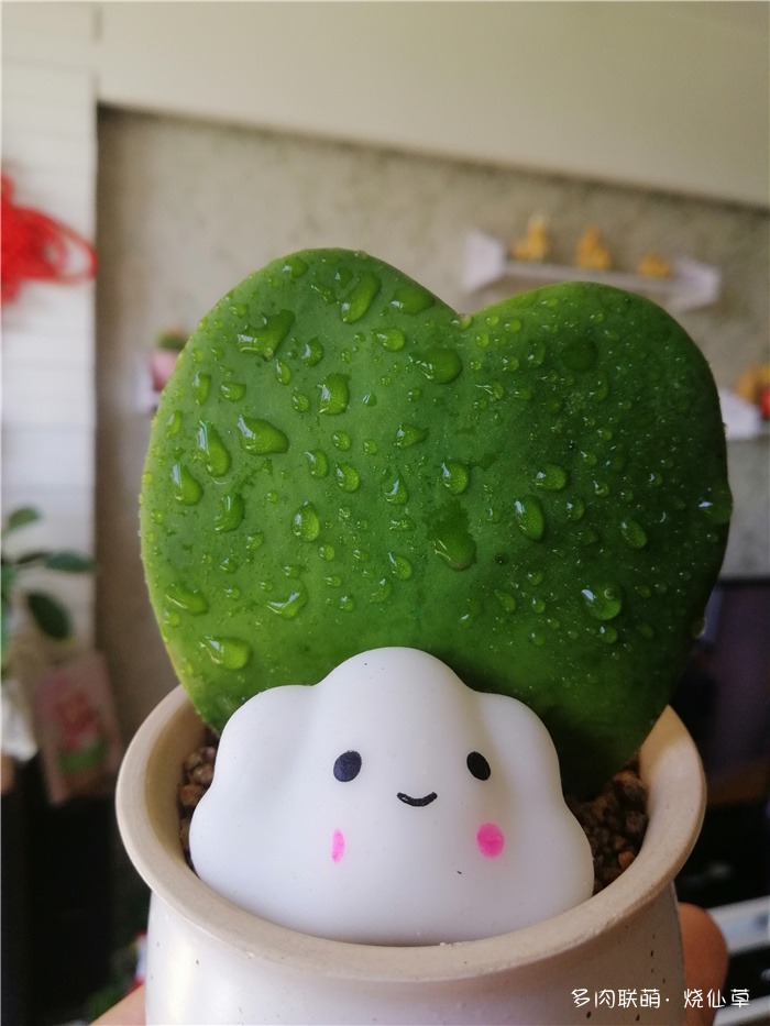 心叶球兰