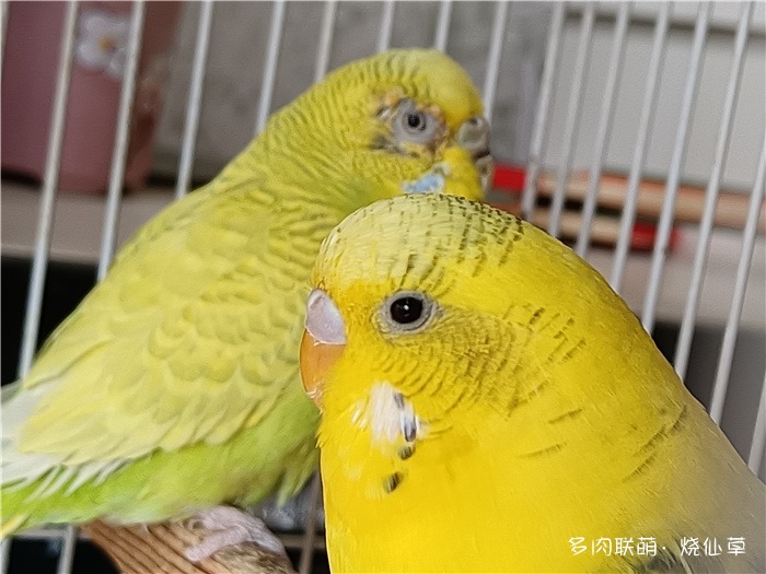 鹦鹉