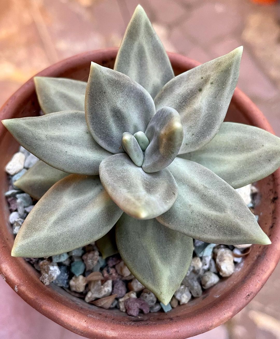 惜春 Echeveria xichuensis