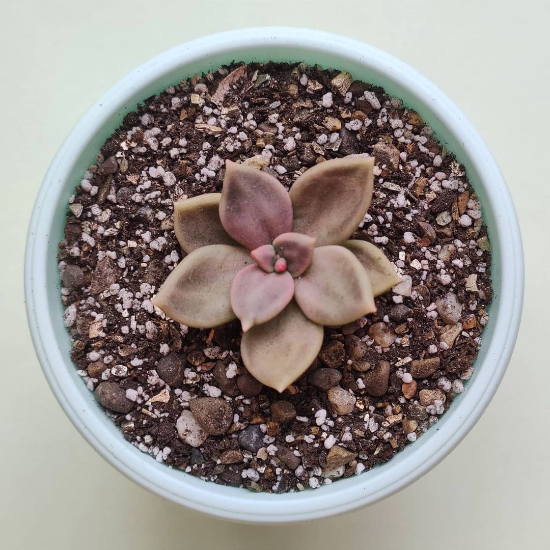 惜春 Echeveria xichuensis