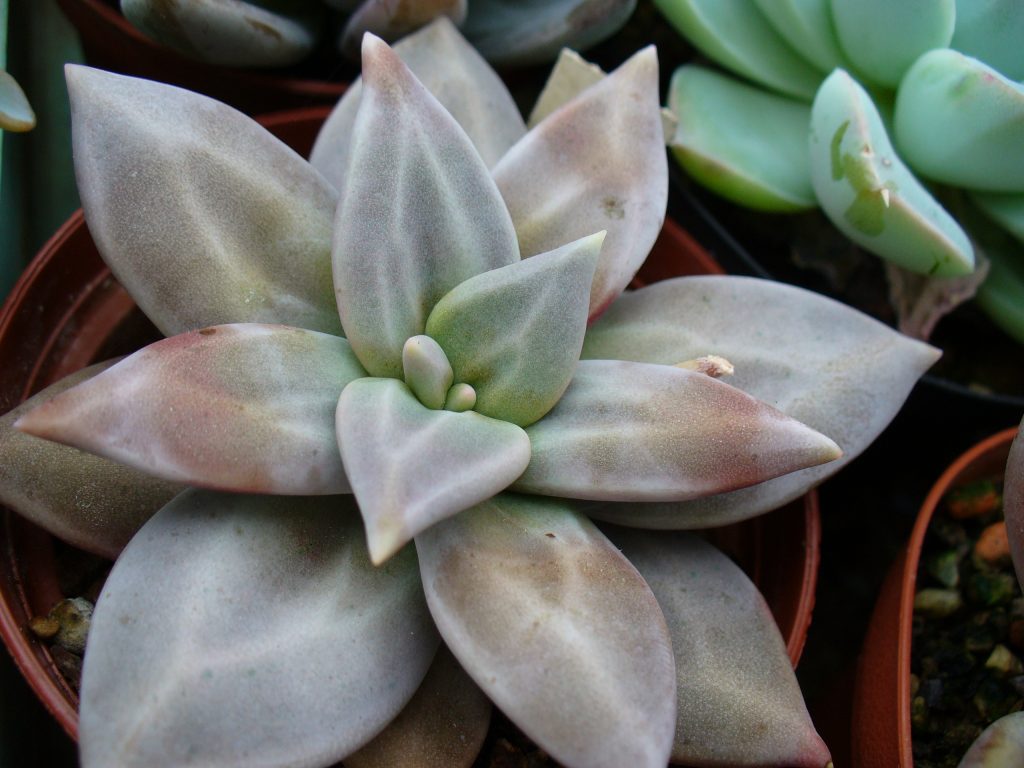 惜春 Echeveria xichuensis