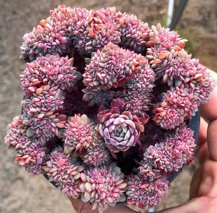 纸风车缀化