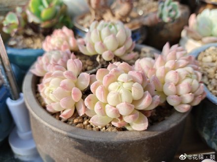 羊脂球 Echeveria 'Ball of Fat'