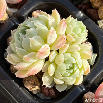 羊脂球 Echeveria 'Ball of Fat'