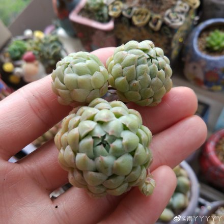 羊脂球 Echeveria 'Ball of Fat'