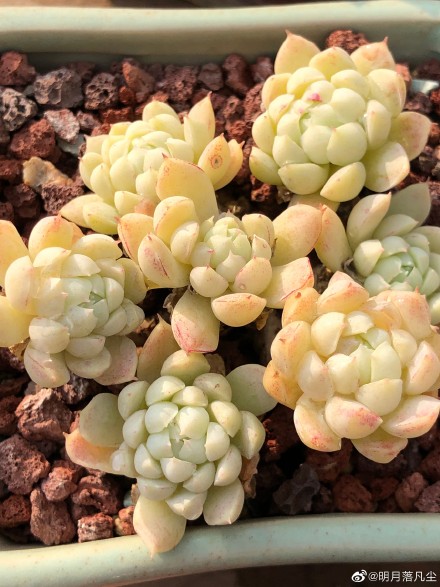 羊脂球 Echeveria 'Ball of Fat'