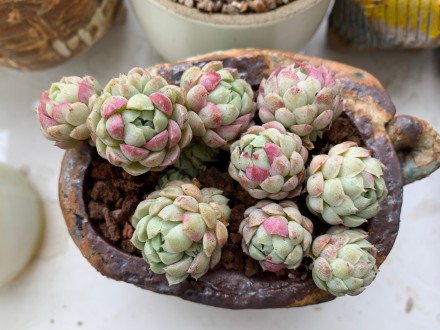 羊脂球 Echeveria 'Ball of Fat'