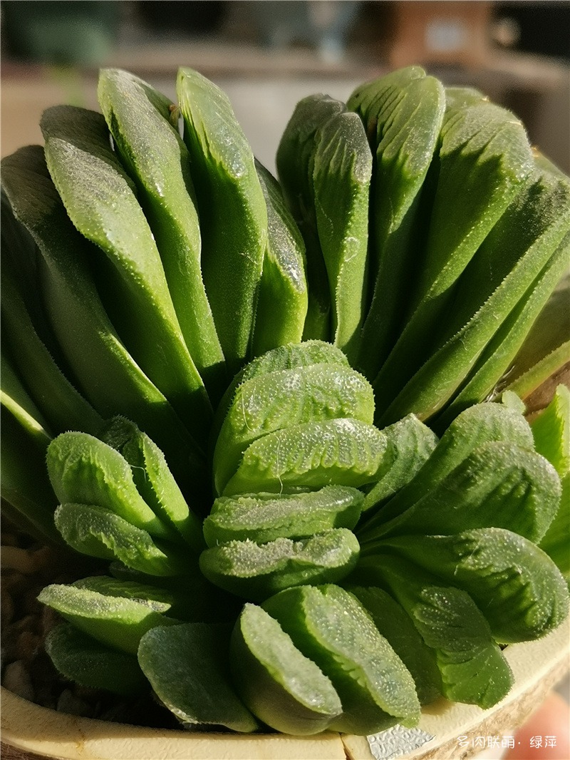 玉扇