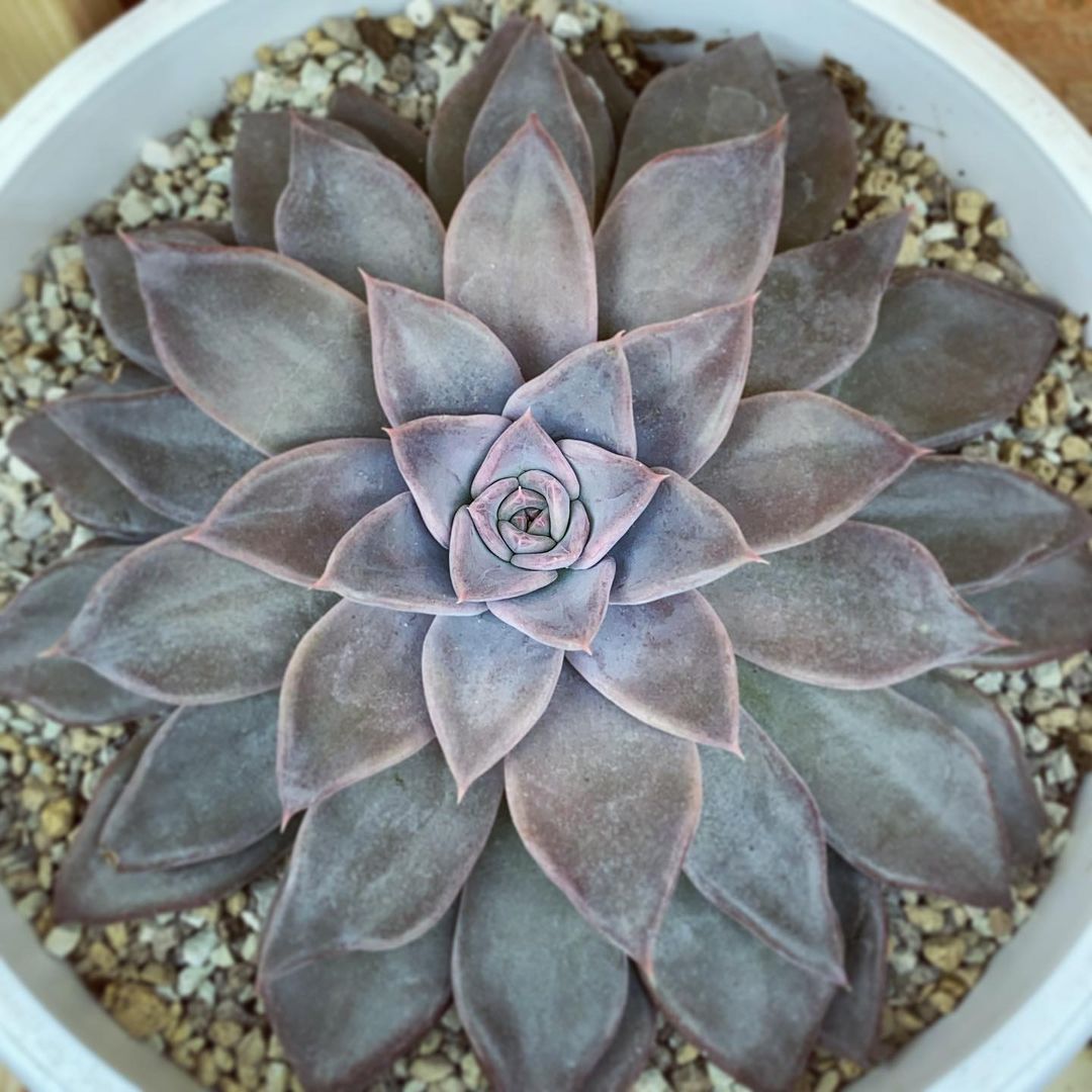 银后 Echeveria 'Silver Queen' 