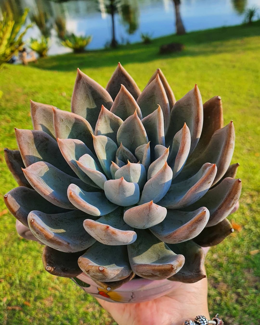 银后 Echeveria 'Silver Queen' 