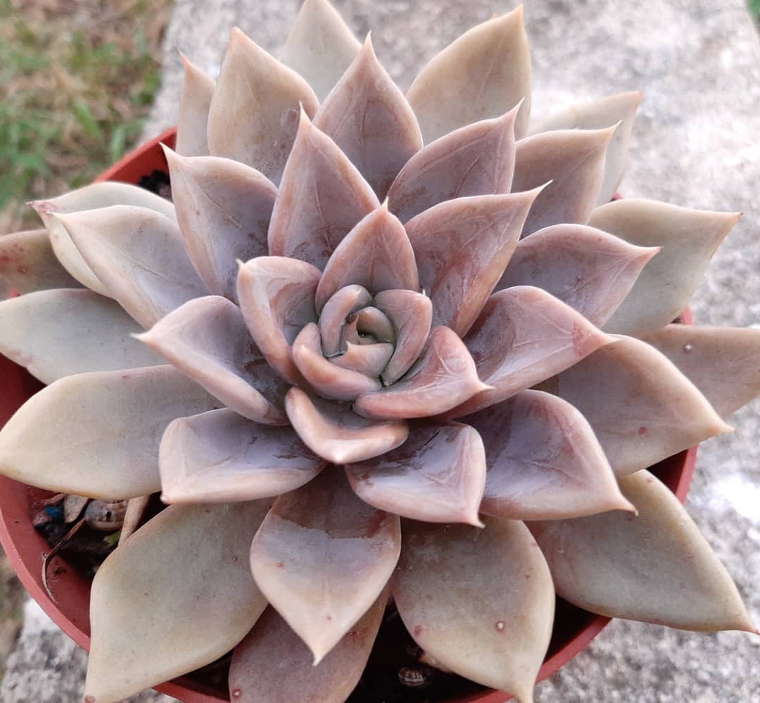 银后 Echeveria 'Silver Queen' 