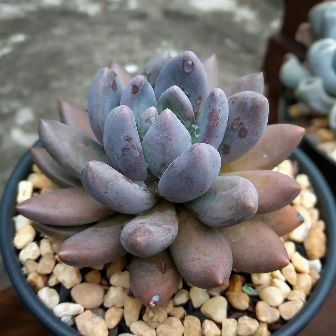 紫丽殿 xSedeveria 'Blue Mist'