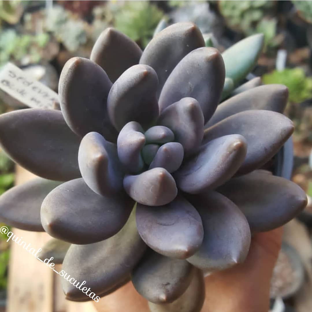 紫丽殿 xSedeveria 'Blue Mist'