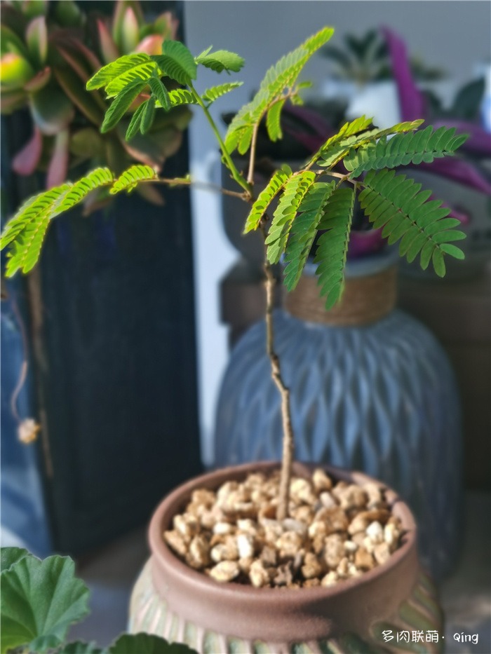 蕨类植物