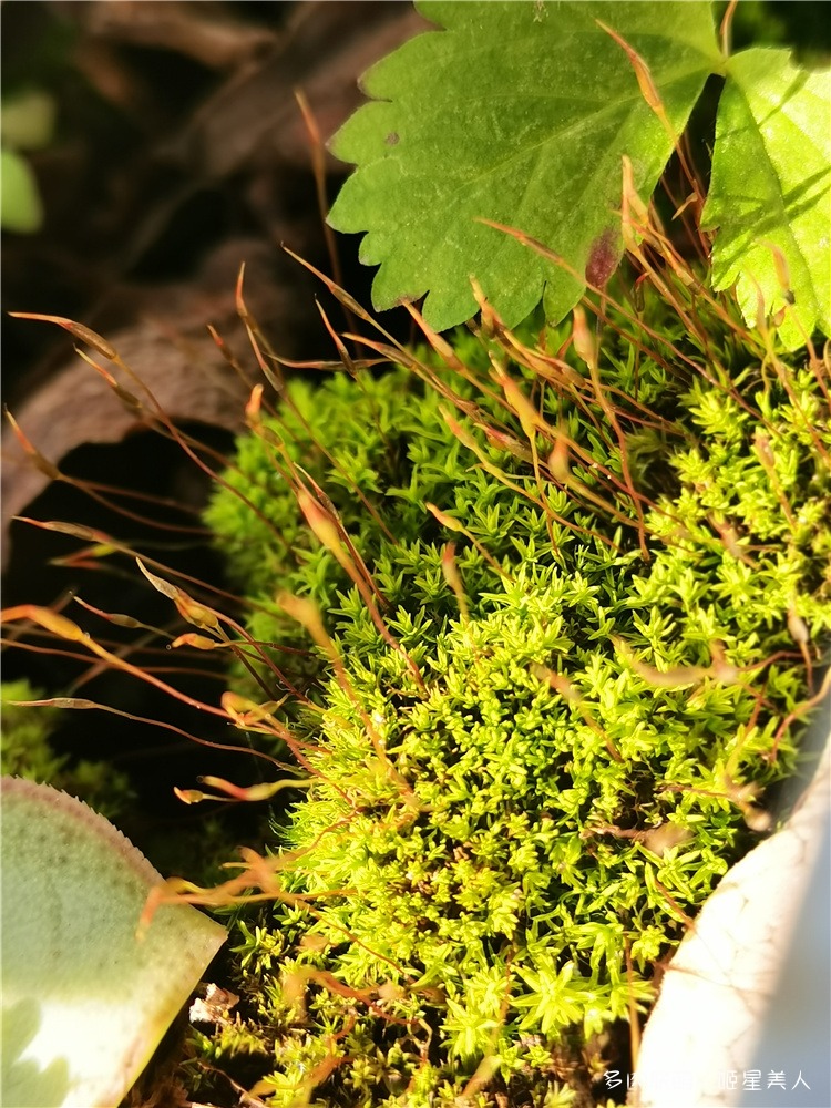 小草，苔藓