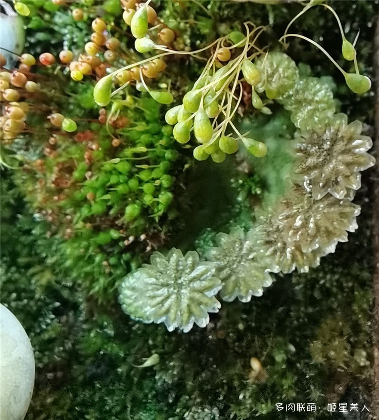 小草，苔藓