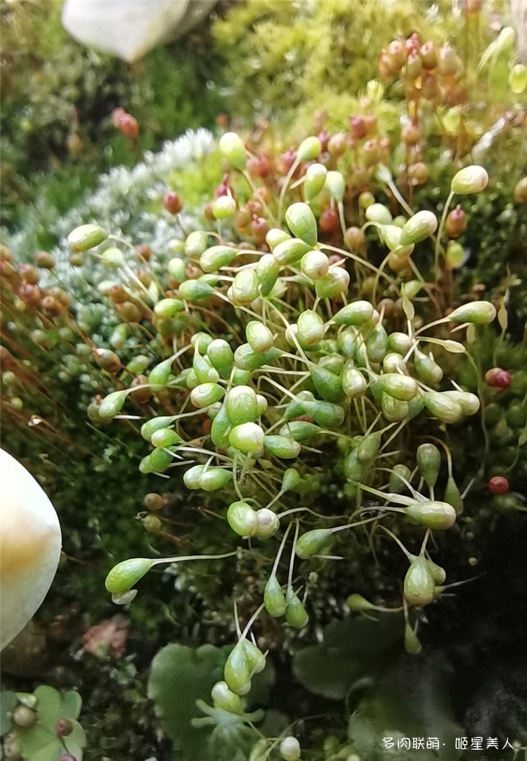 小草，苔藓